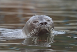<p>TULEŇ OBECNÝ (Phoca vitulina) ZOO Ústí nad Labem</p>